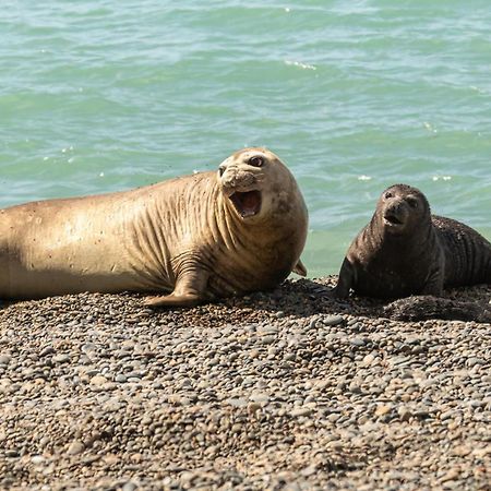 La Elvira Natural Lodge Nature & Wildlife Experience In Peninsula Valdes Punta Delgada Luaran gambar