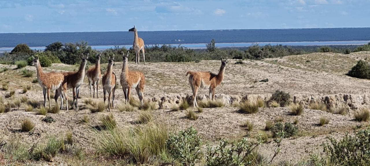 La Elvira Natural Lodge Nature & Wildlife Experience In Peninsula Valdes Punta Delgada Luaran gambar
