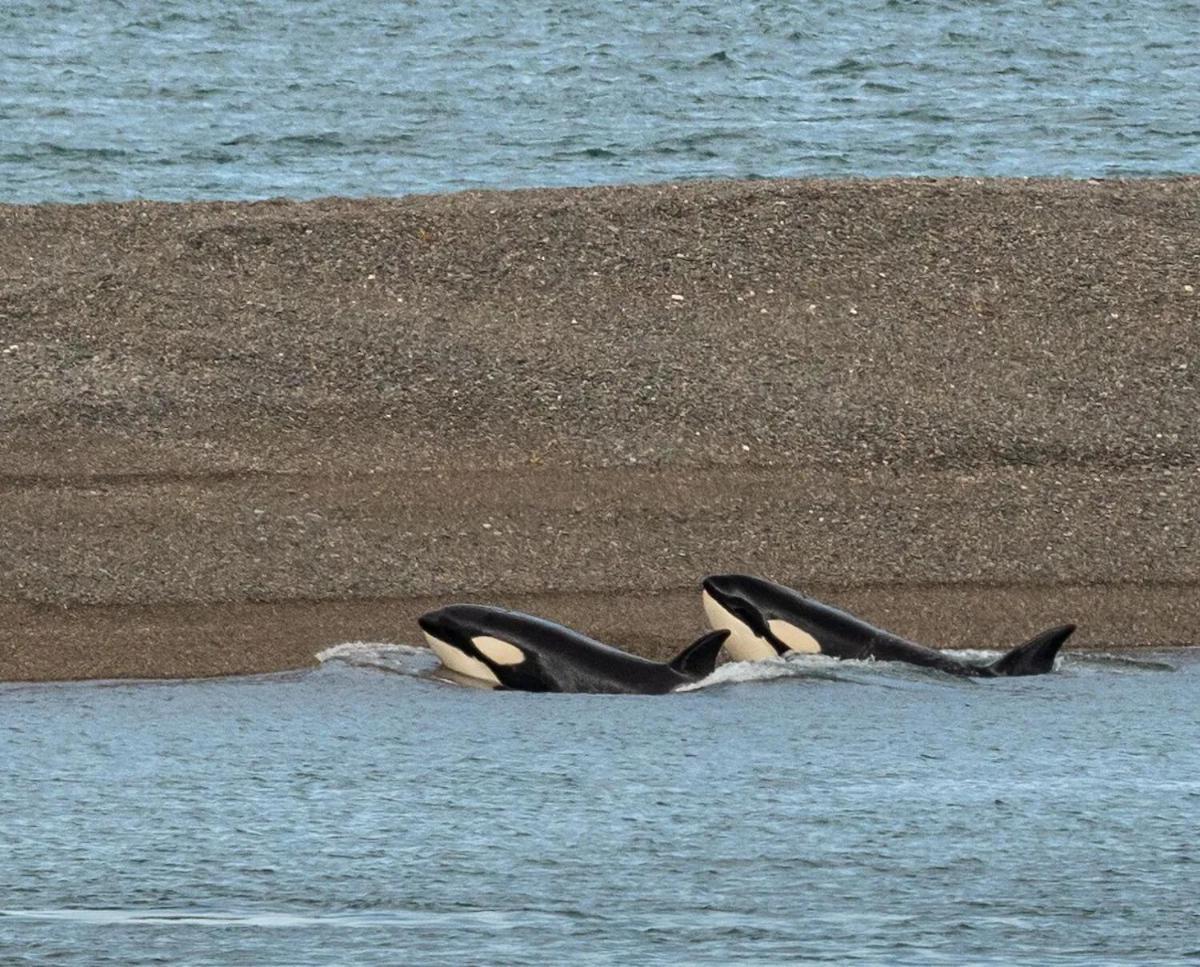 La Elvira Natural Lodge Nature & Wildlife Experience In Peninsula Valdes Punta Delgada Luaran gambar