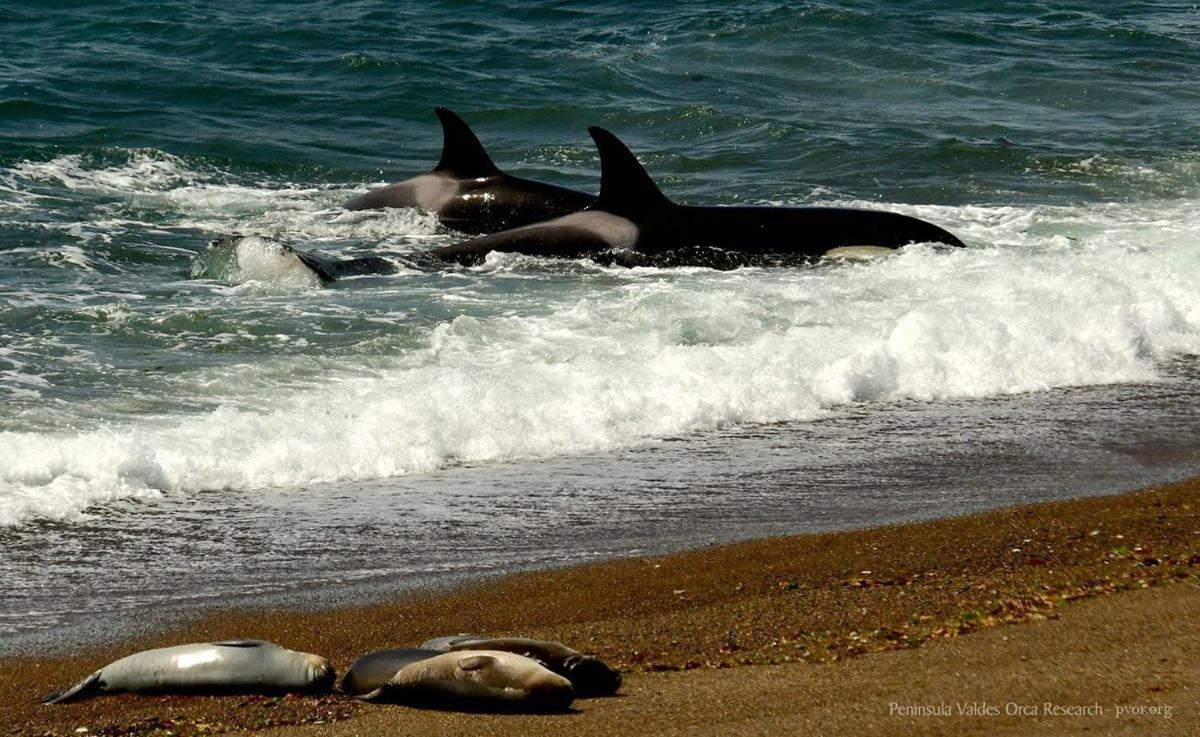 La Elvira Natural Lodge Nature & Wildlife Experience In Peninsula Valdes Punta Delgada Luaran gambar