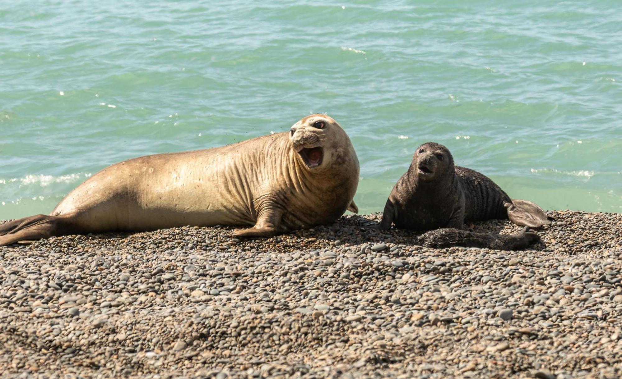 La Elvira Natural Lodge Nature & Wildlife Experience In Peninsula Valdes Punta Delgada Luaran gambar